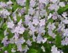 Show product details for Omphalodes cappadocica Lilac Mist